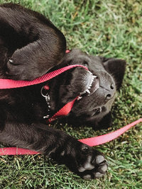 dog laying on ground holding leash
