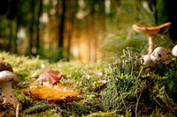Mushrooms growing on the forrest bed