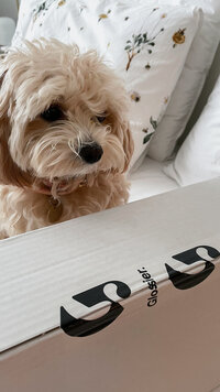 A fluffy puppy dog curiously looking at a Glossier package during an unboxing moment in a cosy, home setting.
