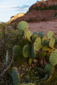 Prickly pear cactus with red rocks in the background