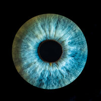 Macro photo of a blue iris, Vernon BC