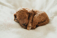 Intense Red Abstract Standard Poodle Puppies