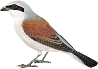 red-backed Shrike
