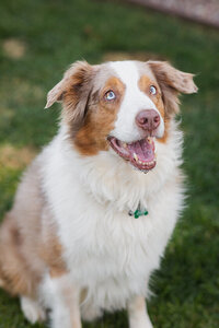 Dog smiling for portrait in Los Angeles