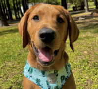 Clients Dog Image