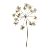 Dried white flower web element