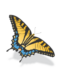 Townsend Majors' Swallowtail butterfly illustration