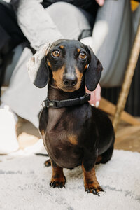 Bride and groom's dog at their wedding at Smock Alley in Dublin, Ireland