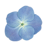 Dried blue flower web element