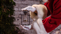Santa Experience Sessions in Phoenixville