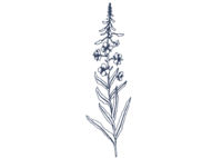 Fireweed_Logo 1