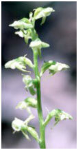 Dancing Light Orchid Essence -  Softening the Edges essence