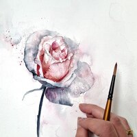 loose watercolor rose by camilla damsbo art