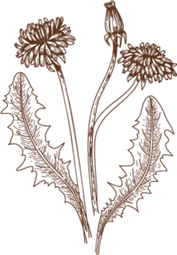 A brown illustration of a stem that has many little micro flowers on it.