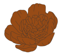 flower illustration