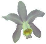 Dancing Light Orchid Essence - Wise Action - lavender Cattleya
 