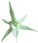 Dancing Light Orchid Essence -  Reading Energy Fields essence