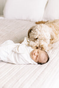 in-home newborn photos with dog