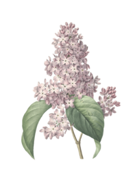 Single pink lilac clip art