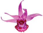 Dancing Light Orchid Essence -  Dancing Luight Spirit essence