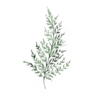 painted fern graphic