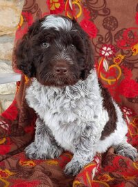 Small Country Mini Doodles Kansas City Cavapoos448926216_1206541880714678_5863949935527335159_n