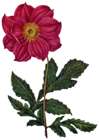 dahlia pinnata 40 Helpful Backyard and Panorama Design Suggestions from 25+ years of Backyard Making