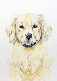 Golden retriever