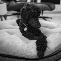 A black standard poodle with his tags dangling from his collar. The dog is sitting on a dog bed with his head tilted to the side.