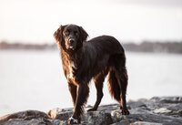 Revelaire Maryland Fine Art Pet Photography e2f