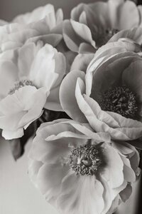 Black and white photo of flowers in a vase