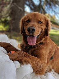 Photo of Sammy's golden retriever Bear