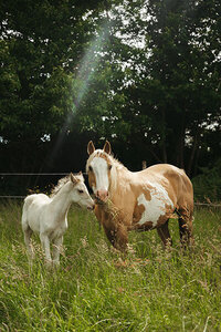 Kikouli, cheval de Léa et Nolan.