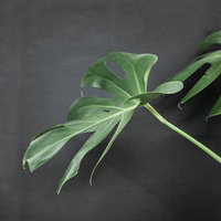 houseplants-unsplash