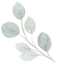 eucalyptus silver dollar