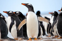 Group of penguins standing on snow, with one penguin in the center spreading its flippers.