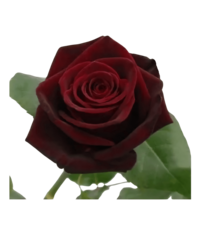 Close-up of a red rose with green leaves, symbolizing beauty, growth, and heartfelt experiences shared in Love Light Wellness Kauai testimonials
