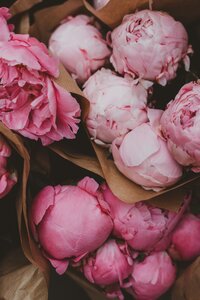 close up of pink peonies