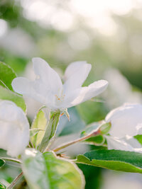 Nature photography of apple blossom flower by brand creative director Andreea Bucur