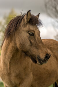 IJslandse paard portret, hoofd wildkleur