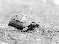 Black and white photograph of a tortoise in Greece.