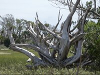 Edisto Beach Tree Trunk