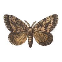 paper moth