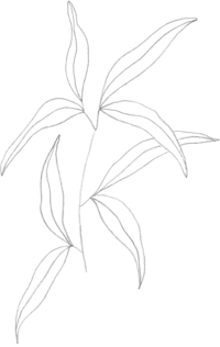line drawing of florals