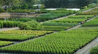 Alpine-Nursery-Dural