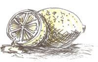 A hand drawn illustration of two lemons