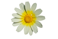 A yellow daisy