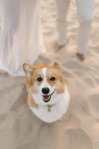 dog beach engagement session in michigan