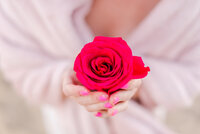 Woman's hands holding single red rose