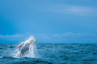 Whale jumps and breeches the surface of the water and makes a big splash